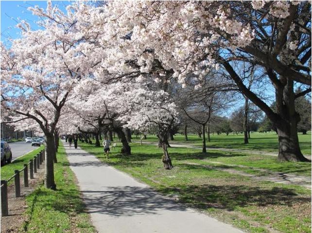 Blossoms are beautiful in Christchurch's Hagley Park in Spring.