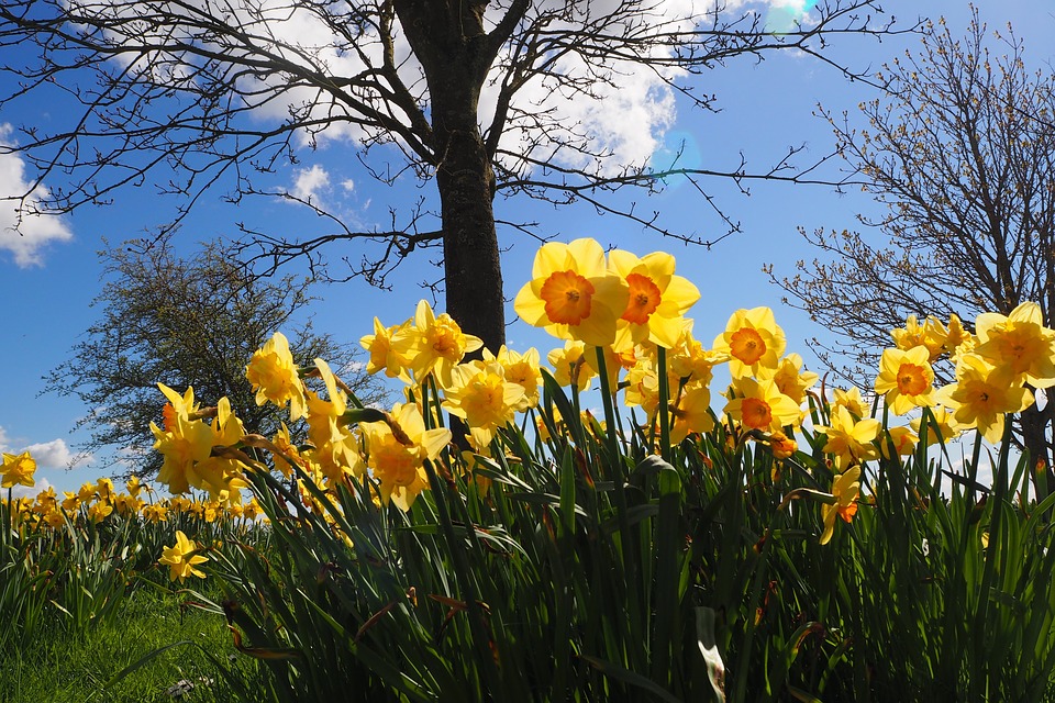 Daffodils in Hagley Park, Christchurch. Spring has come early so get your Heat Pumps ready